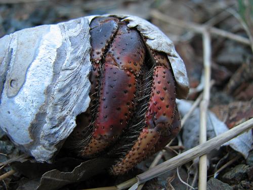 Crab on Trail